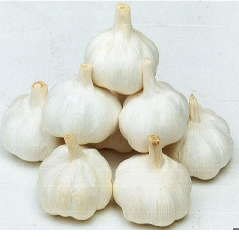 2016 Red Garlic /Purple