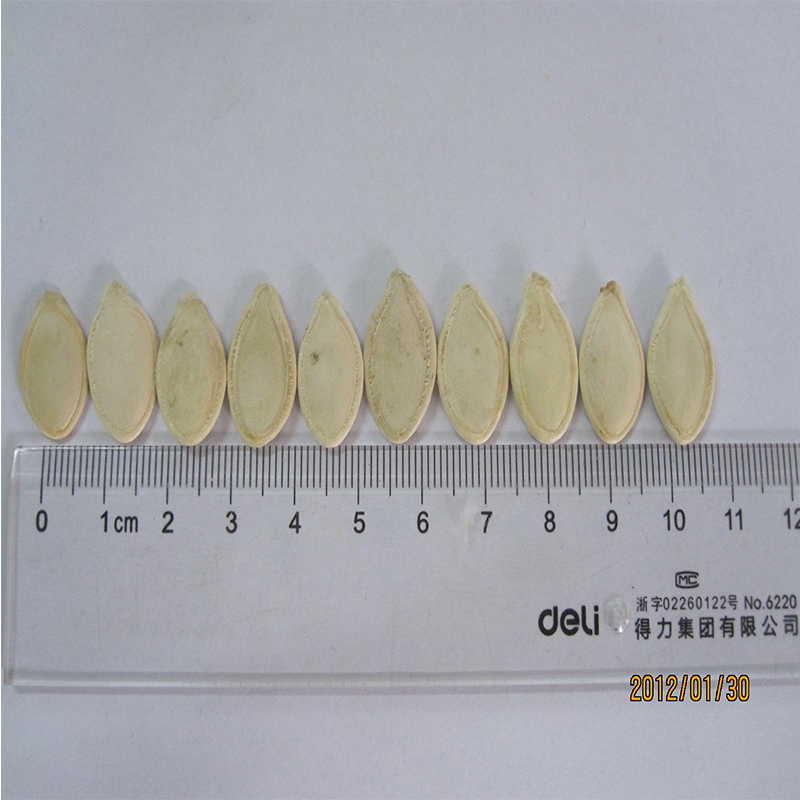 Raw Petites a, AA, Pumpkin Seeds Kernel