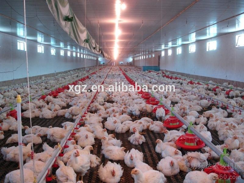 Chicken Farm/Chicken House with H Cage Full Set Automatic Equipment