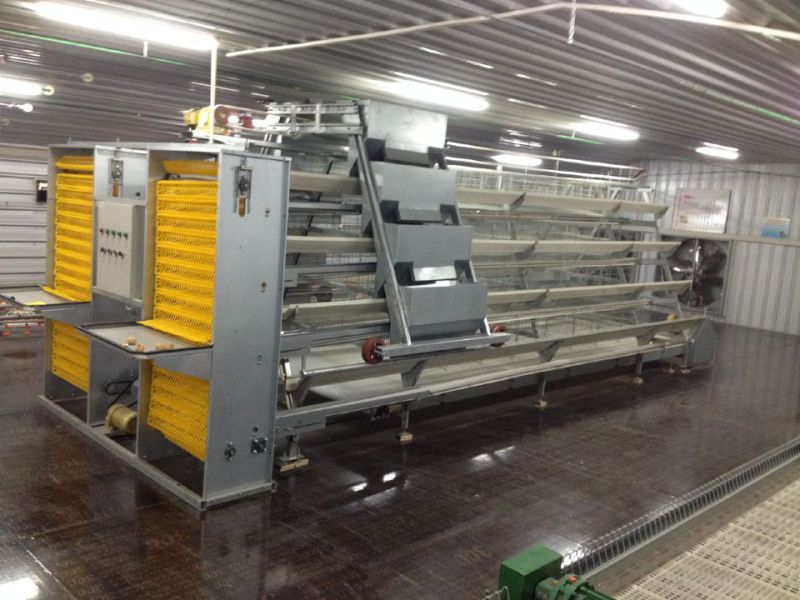 Full Set Automatic Poultry Equipment for Layer Can Broiler