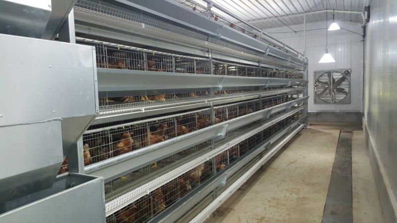 Poultry House&Chicken House&Poultry Farm